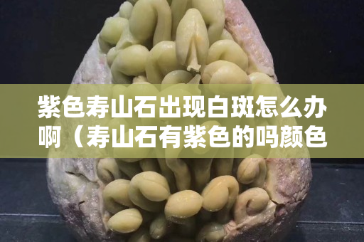 紫色寿山石出现白斑怎么办啊（寿山石有紫色的吗颜色）