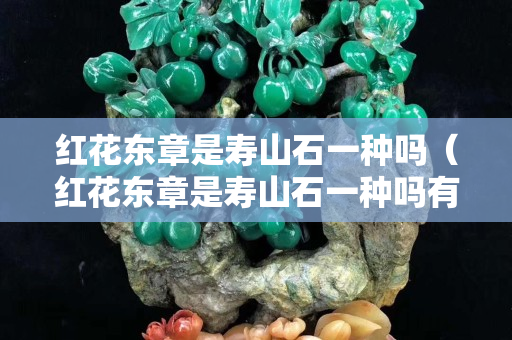 红花东章是寿山石一种吗（红花东章是寿山石一种吗有毒吗）