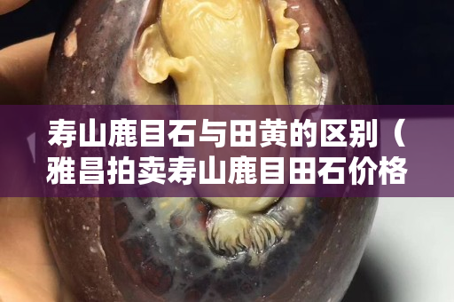 寿山鹿目石与田黄的区别（雅昌拍卖寿山鹿目田石价格）