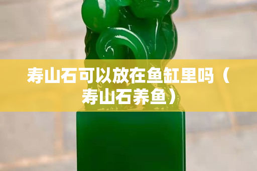 寿山石可以放在鱼缸里吗（寿山石养鱼）