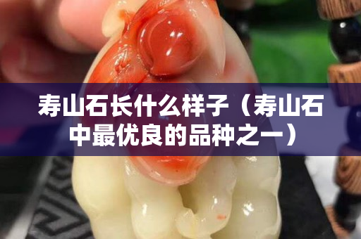 寿山石长什么样子（寿山石中最优良的品种之一）