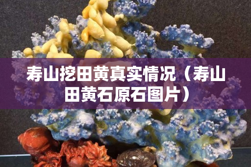 寿山挖田黄真实情况（寿山田黄石原石图片）