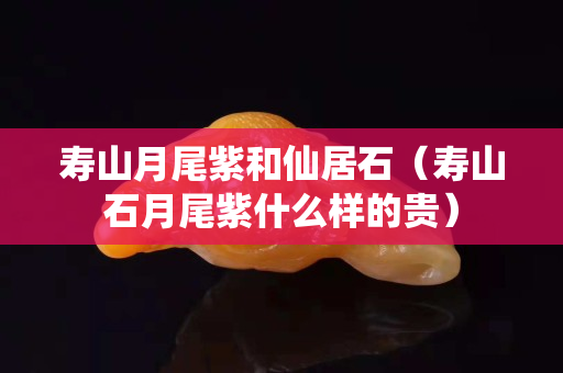 寿山月尾紫和仙居石（寿山石月尾紫什么样的贵）