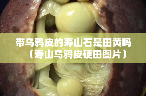 带乌鸦皮的寿山石是田黄吗（寿山乌鸦皮硬田图片）
