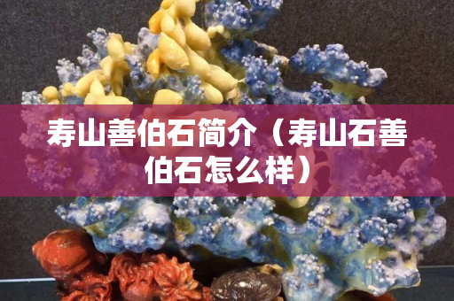 寿山善伯石简介（寿山石善伯石怎么样）