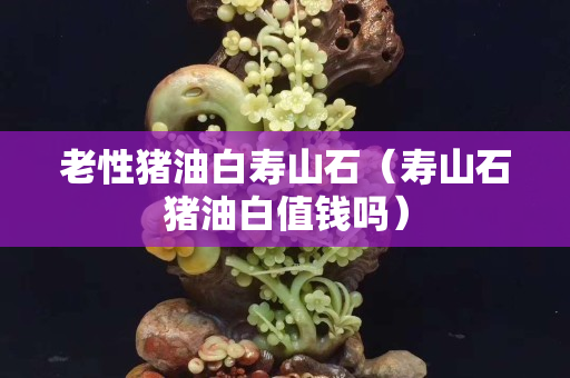 老性猪油白寿山石（寿山石猪油白值钱吗）