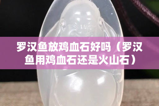 罗汉鱼放鸡血石好吗（罗汉鱼用鸡血石还是火山石）