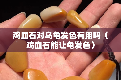 鸡血石对乌龟发色有用吗（鸡血石能让龟发色）