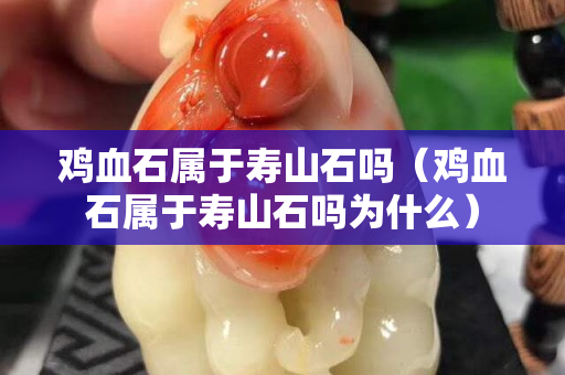 鸡血石属于寿山石吗（鸡血石属于寿山石吗为什么）