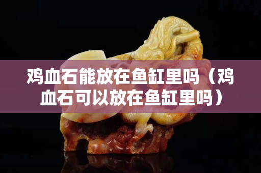 鸡血石能放在鱼缸里吗（鸡血石可以放在鱼缸里吗）