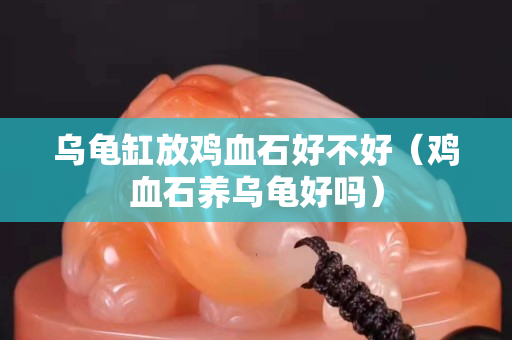 乌龟缸放鸡血石好不好（鸡血石养乌龟好吗）