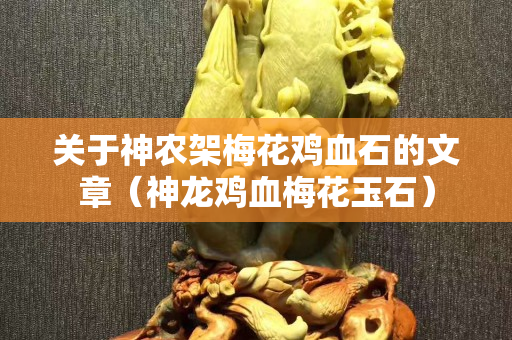 关于神农架梅花鸡血石的文章（神龙鸡血梅花玉石）