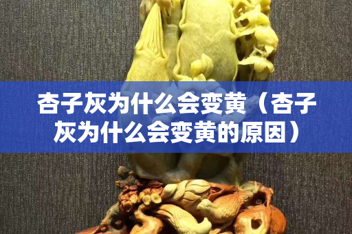杏子灰为什么会变黄（杏子灰为什么会变黄的原因）