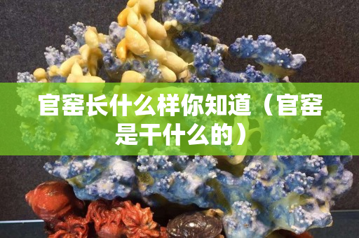 官窑长什么样你知道（官窑是干什么的）