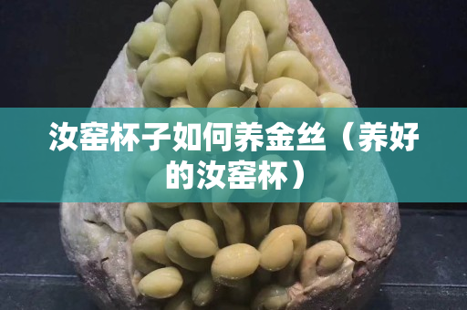 汝窑杯子如何养金丝（养好的汝窑杯）