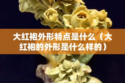大红袍外形特点是什么（大红袍的外形是什么样的）