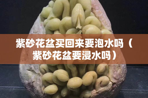 紫砂花盆买回来要泡水吗（紫砂花盆要浸水吗）