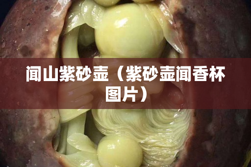 闻山紫砂壶（紫砂壶闻香杯图片）