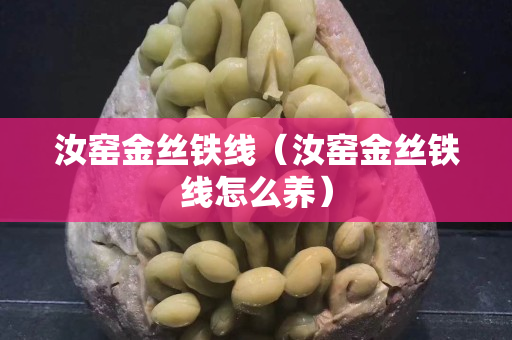 汝窑金丝铁线（汝窑金丝铁线怎么养）