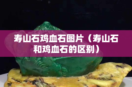 寿山石鸡血石图片（寿山石和鸡血石的区别）