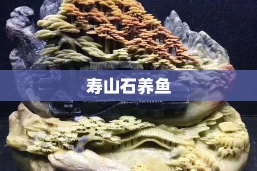 寿山石养鱼