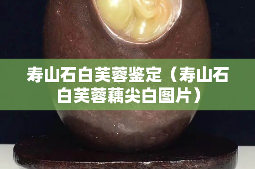 寿山石白芙蓉鉴定（寿山石白芙蓉藕尖白图片）