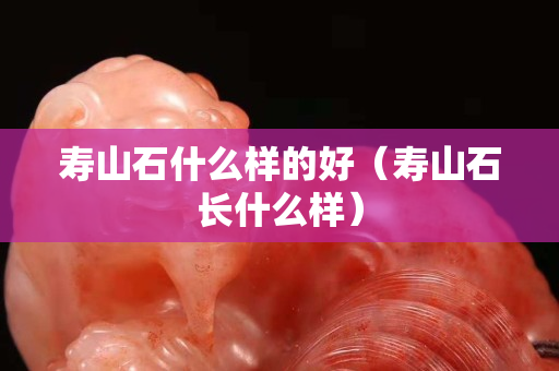 寿山石什么样的好（寿山石长什么样）