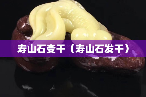寿山石变干（寿山石发干）