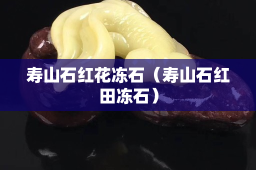 寿山石红花冻石（寿山石红田冻石）
