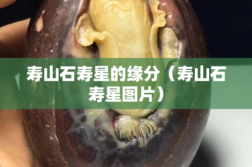 寿山石寿星的缘分（寿山石寿星图片）