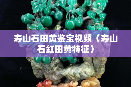 寿山石田黄鉴宝视频（寿山石红田黄特征）