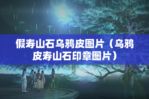 假寿山石乌鸦皮图片（乌鸦皮寿山石印章图片）