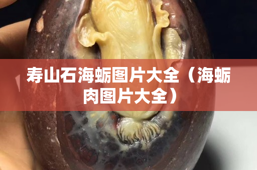 寿山石海蛎图片大全（海蛎肉图片大全）