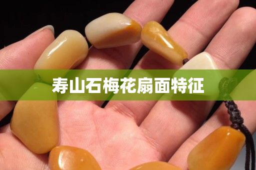 寿山石梅花扇面特征