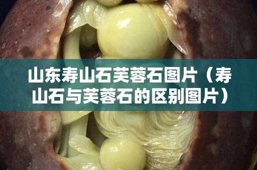 山东寿山石芙蓉石图片（寿山石与芙蓉石的区别图片）