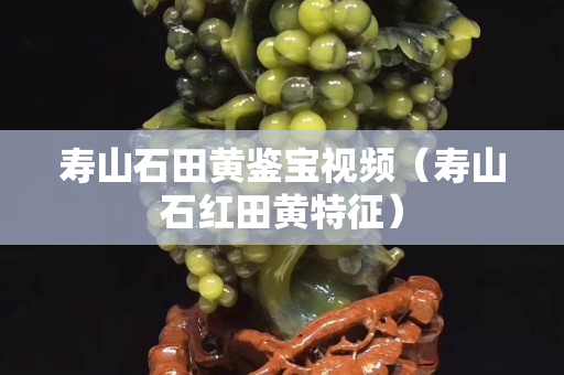 寿山石田黄鉴宝视频（寿山石红田黄特征）