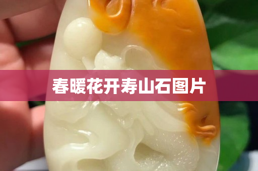 春暖花开寿山石图片
