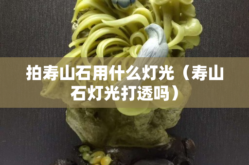 拍寿山石用什么灯光（寿山石灯光打透吗）