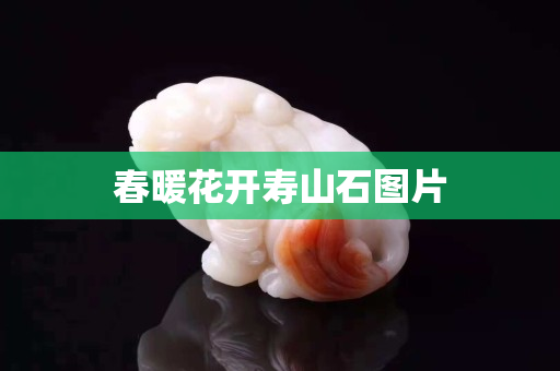 春暖花开寿山石图片
