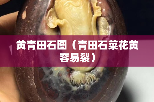 黄青田石图（青田石菜花黄容易裂）