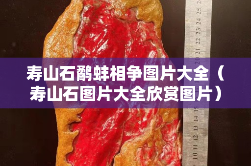 寿山石鹬蚌相争图片大全（寿山石图片大全欣赏图片）
