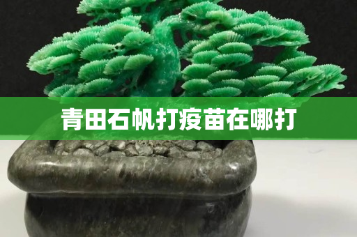 青田石帆打疫苗在哪打