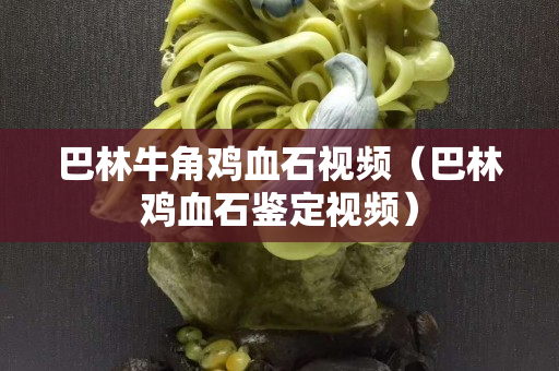 巴林牛角鸡血石视频（巴林鸡血石鉴定视频）