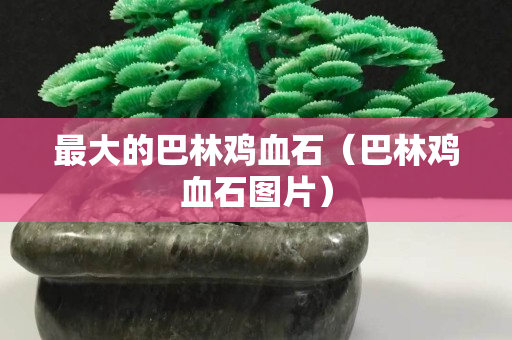 最大的巴林鸡血石（巴林鸡血石图片）