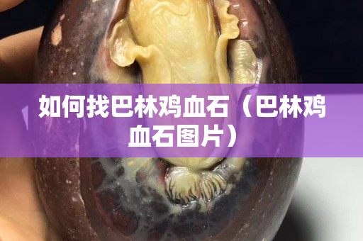 如何找巴林鸡血石（巴林鸡血石图片）