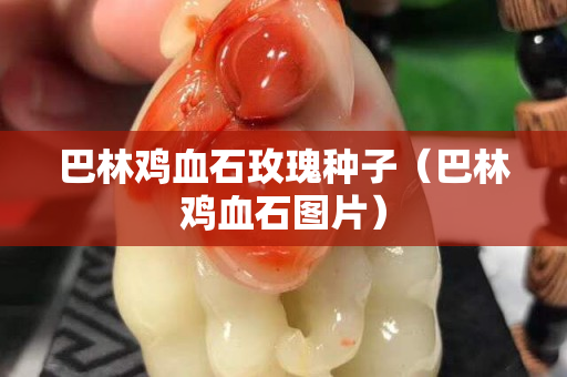 巴林鸡血石玫瑰种子（巴林鸡血石图片）