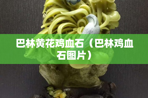 巴林黄花鸡血石（巴林鸡血石图片）