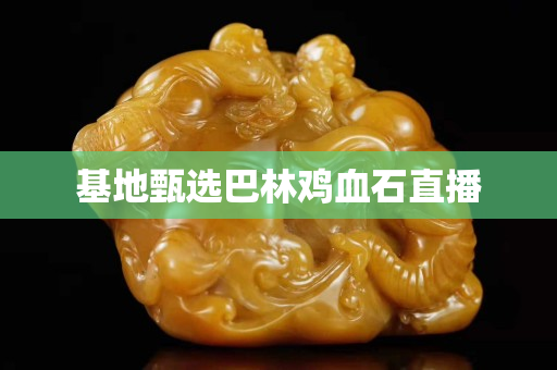 基地甄选巴林鸡血石直播