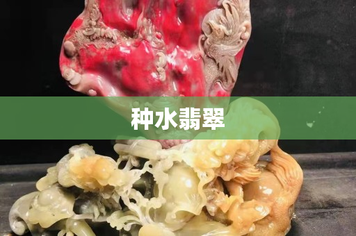 种水翡翠
