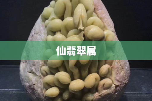 仙翡翠属